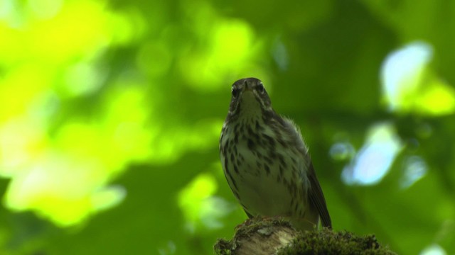 Louisiana Waterthrush - ML482453