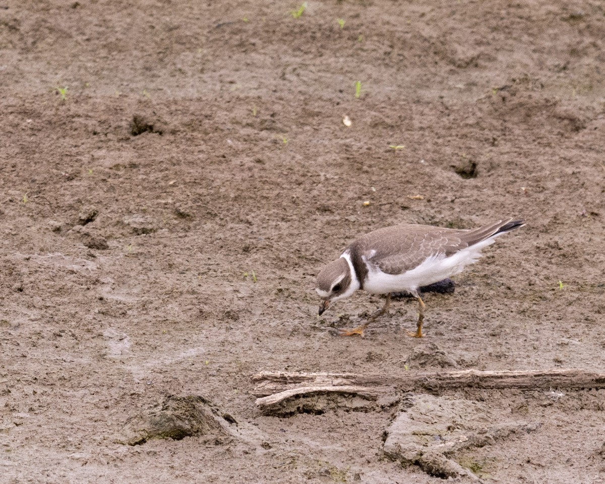 Semipalmated Plover - Peter Gaiser