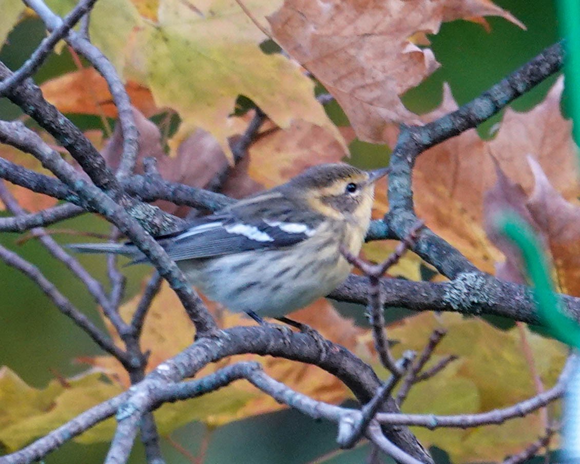 Blackburnian Warbler - Pat Schiller