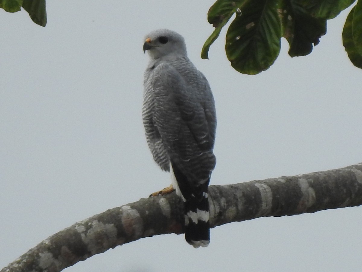 Gray-lined Hawk - ML482454101