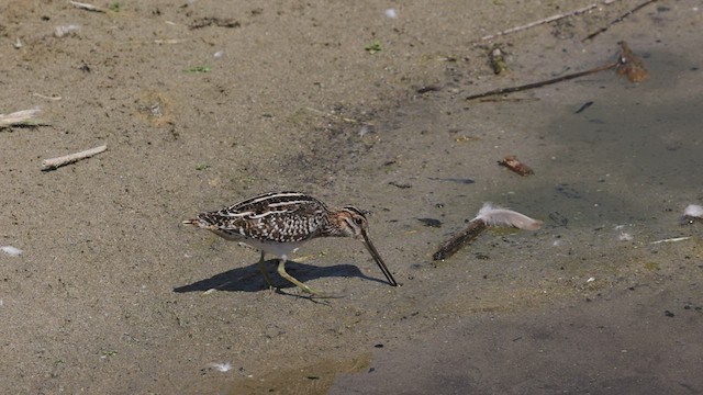 Wilson's Snipe - ML482455211