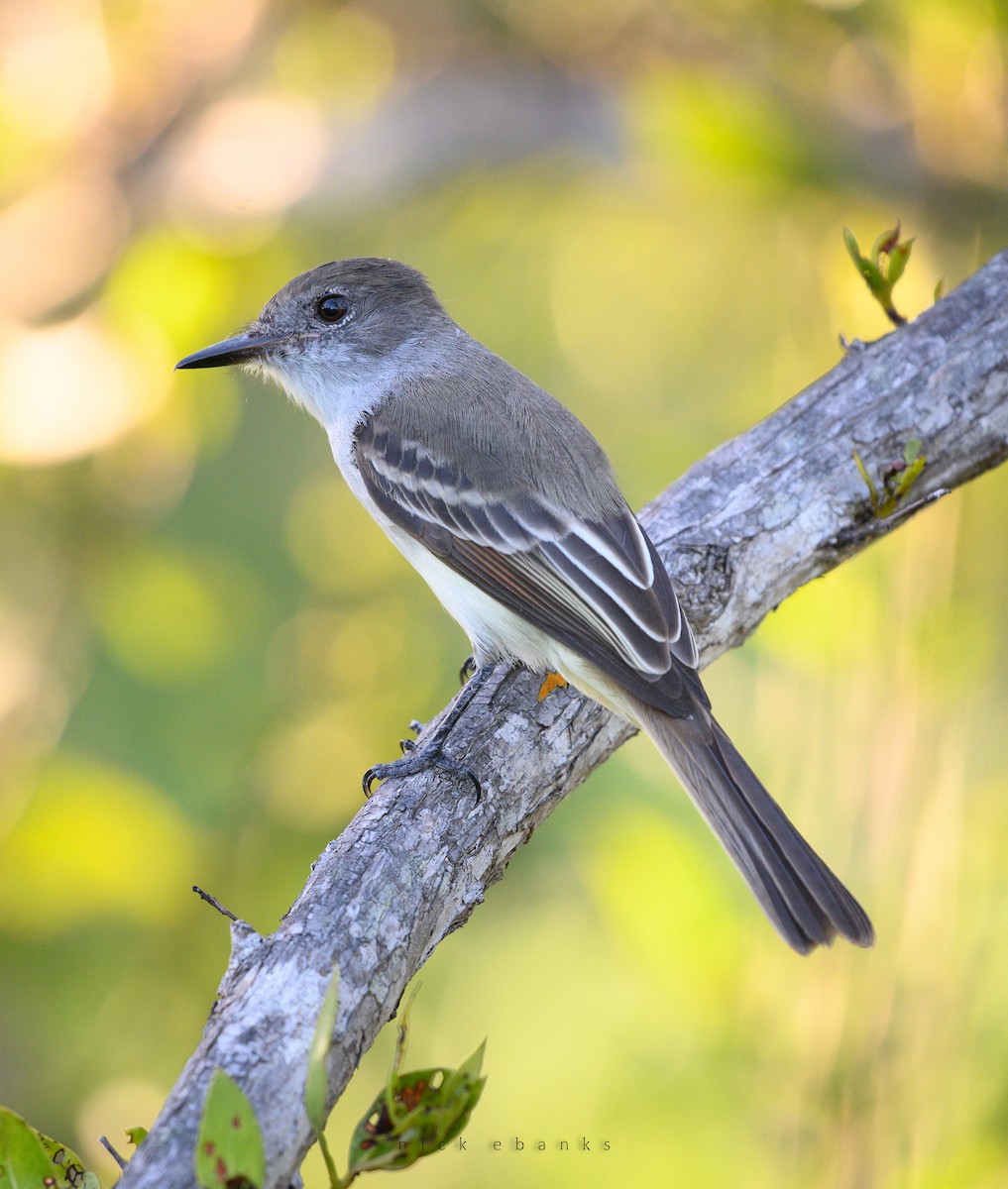 La Sagra's Flycatcher - ML482455991