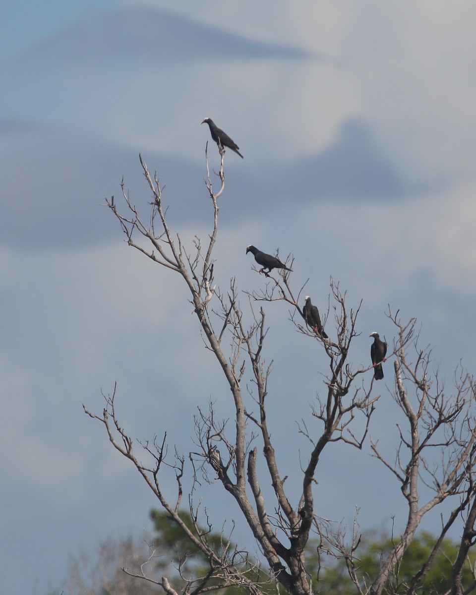 White-crowned Pigeon - ML482457971