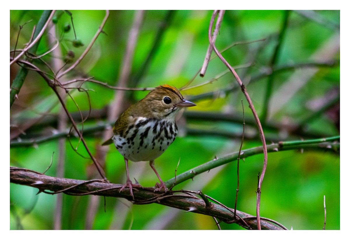 Ovenbird - ML482458181