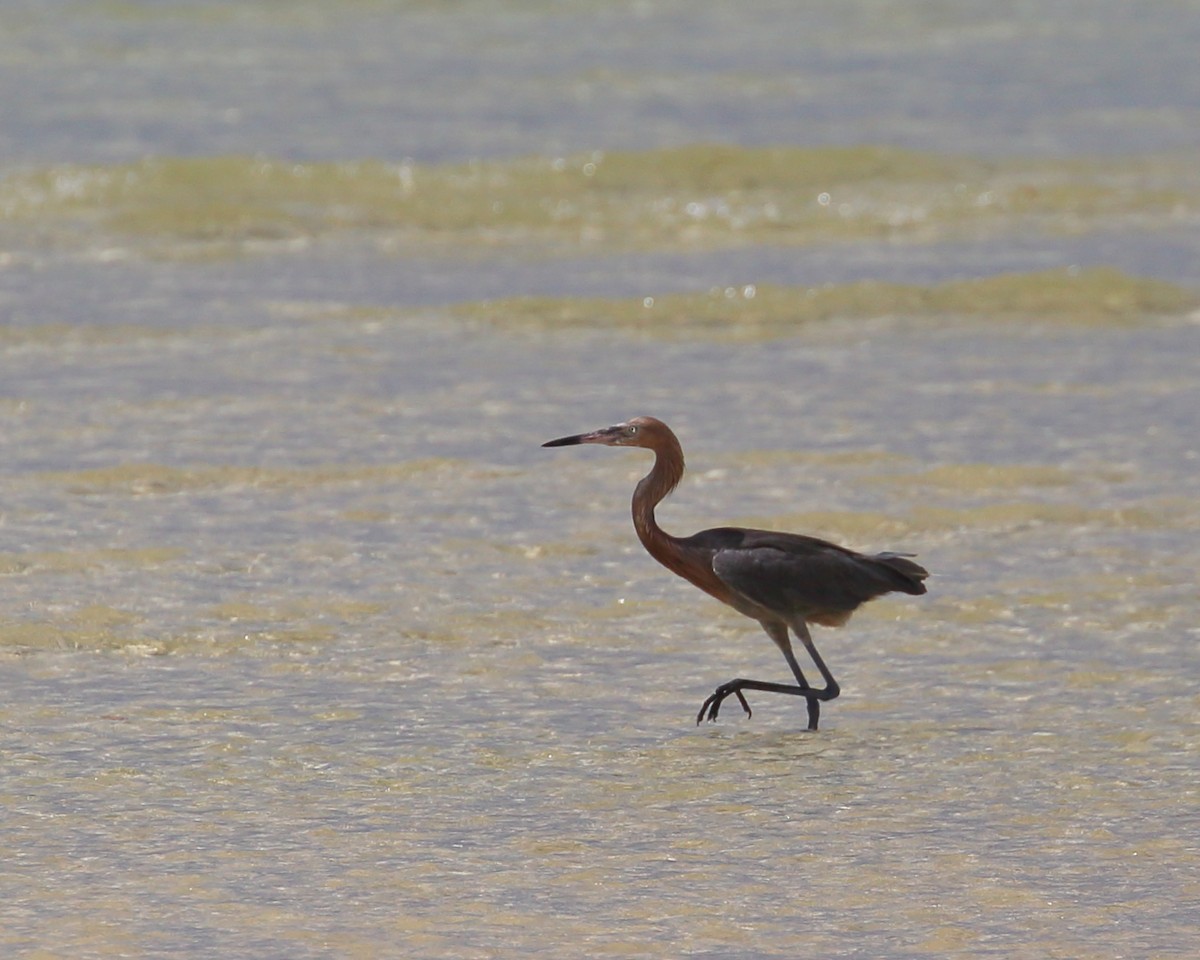 Reddish Egret - ML482458401