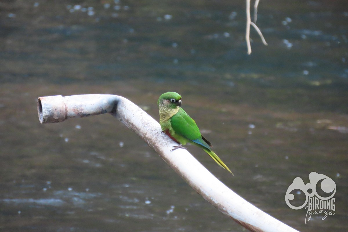 Maroon-bellied Parakeet - Birding Iguazu