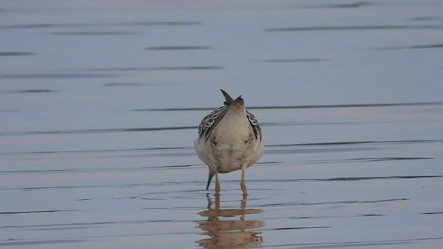 Buff-breasted Sandpiper - ML482458961