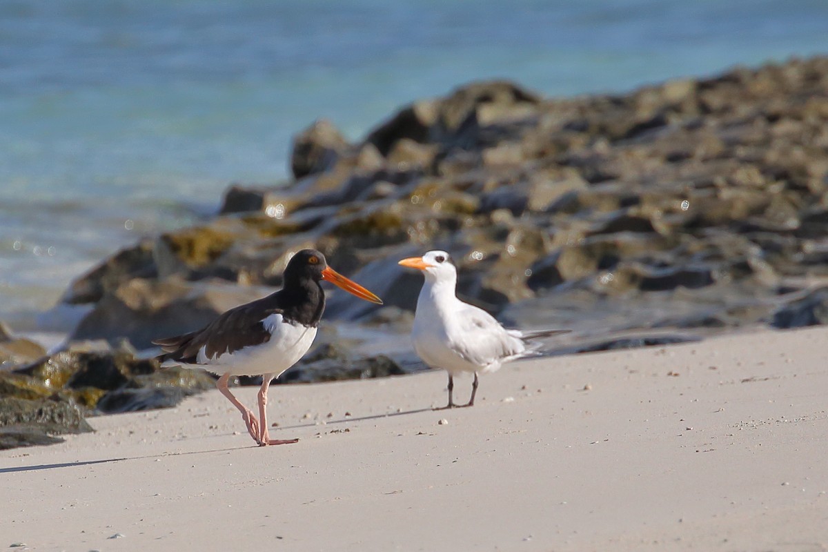 American Oystercatcher - ML482460321