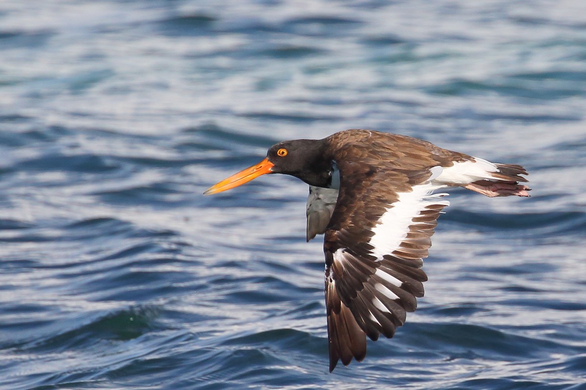 American Oystercatcher - ML482460511