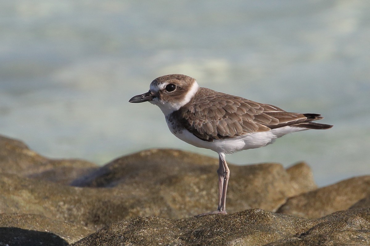 Wilson's Plover - ML482461091
