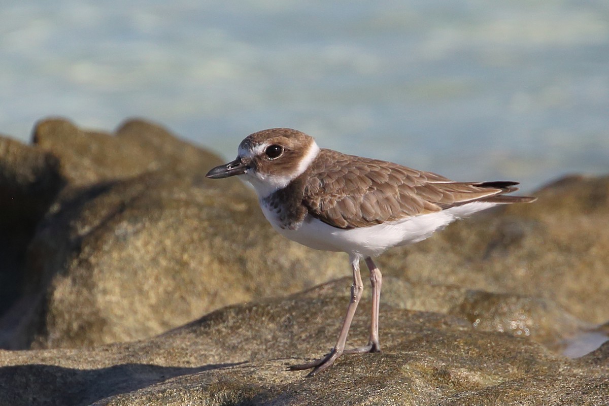 Wilson's Plover - ML482461221