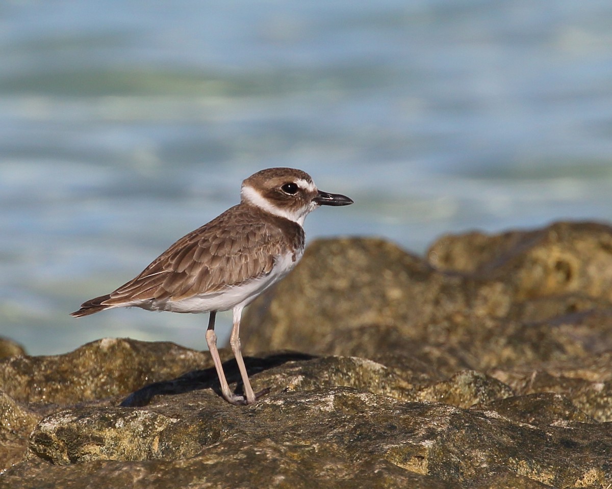 Wilson's Plover - ML482461461