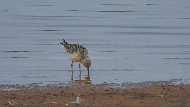 Buff-breasted Sandpiper - ML482462521