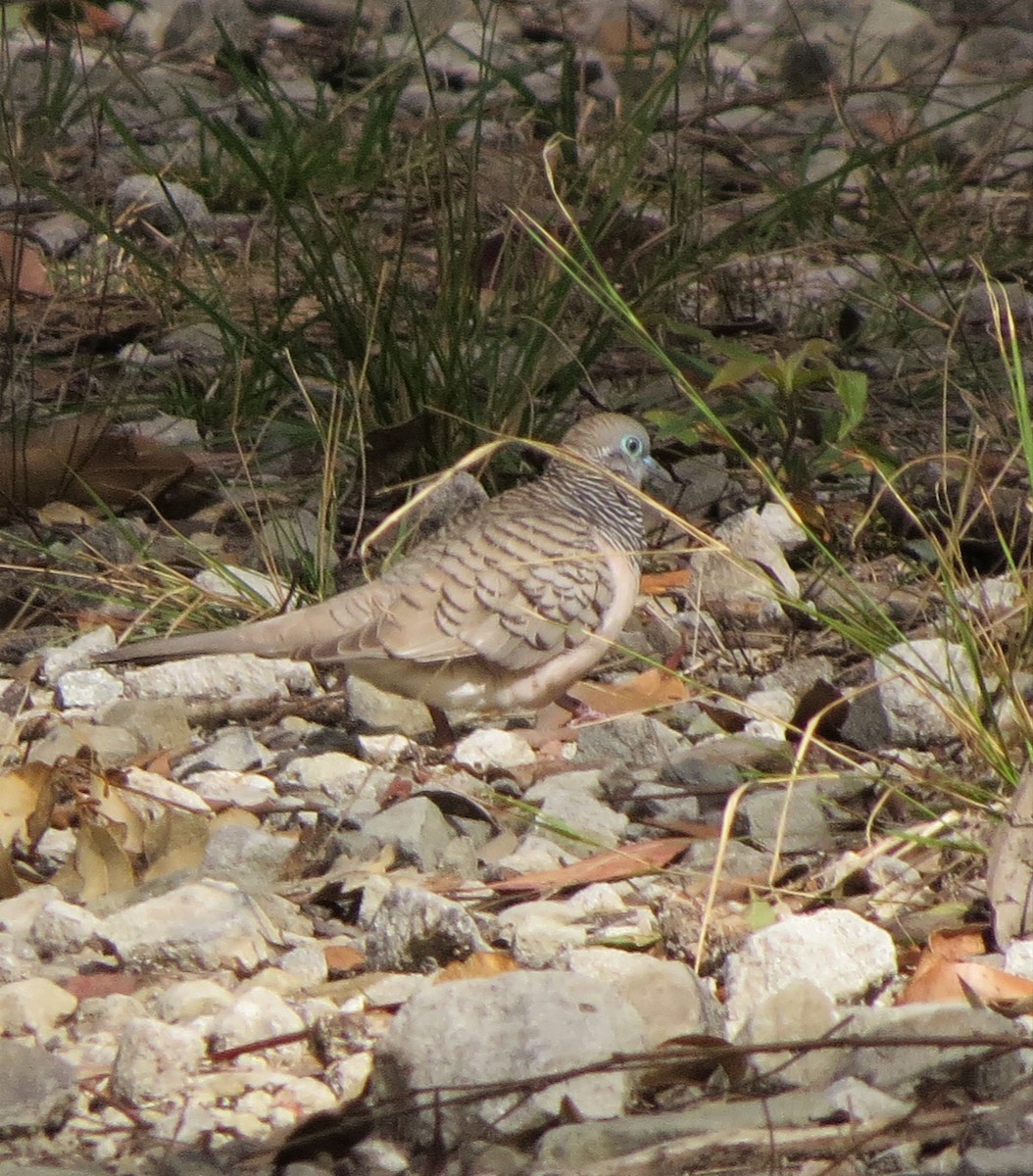 Peaceful Dove - ML482464601