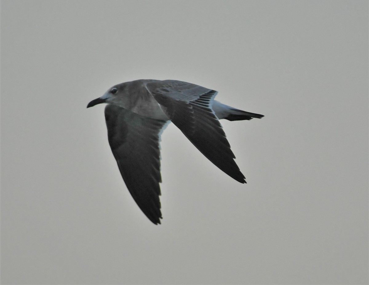 Laughing Gull - ML482465241