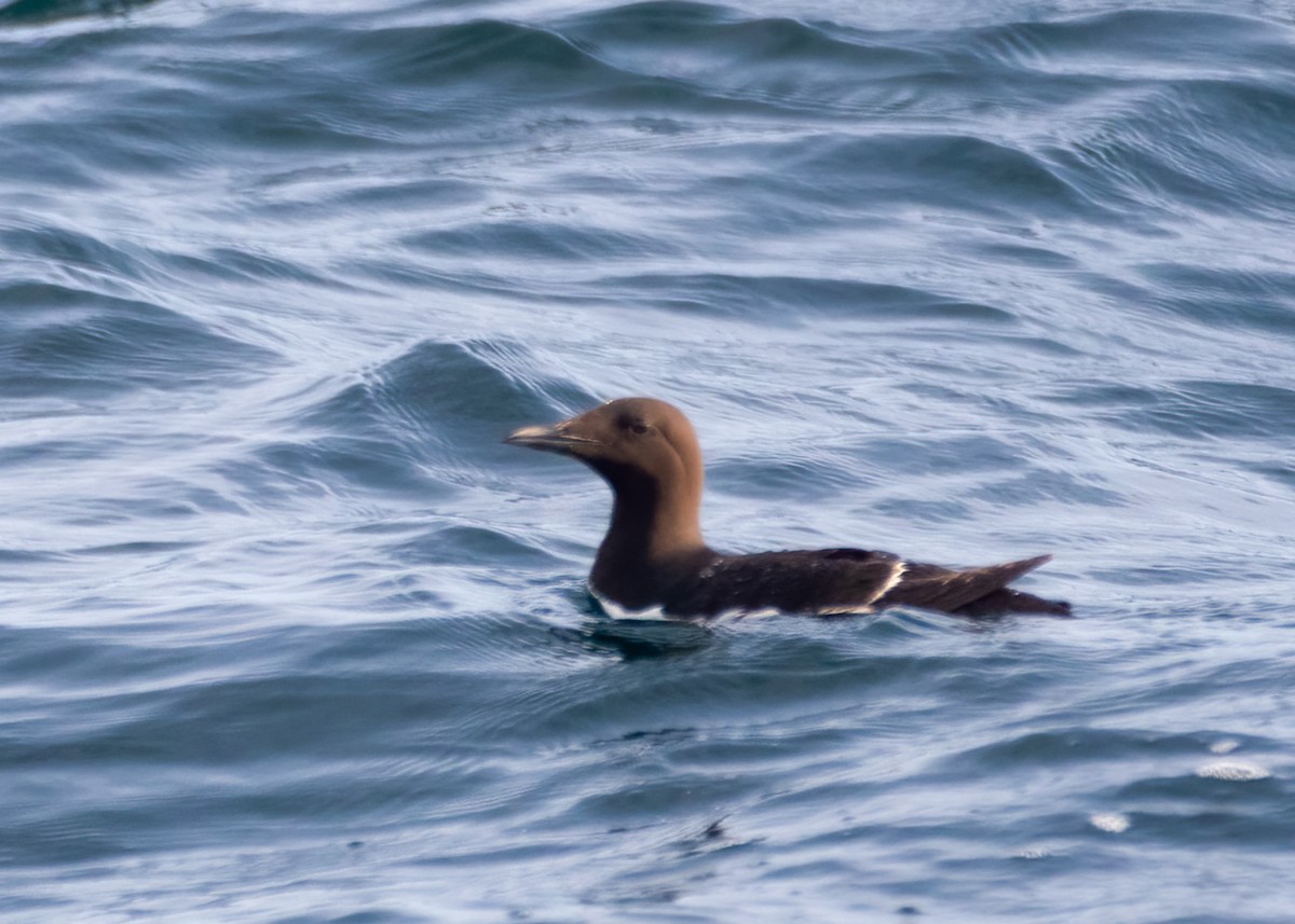 Common Murre - ML482465641