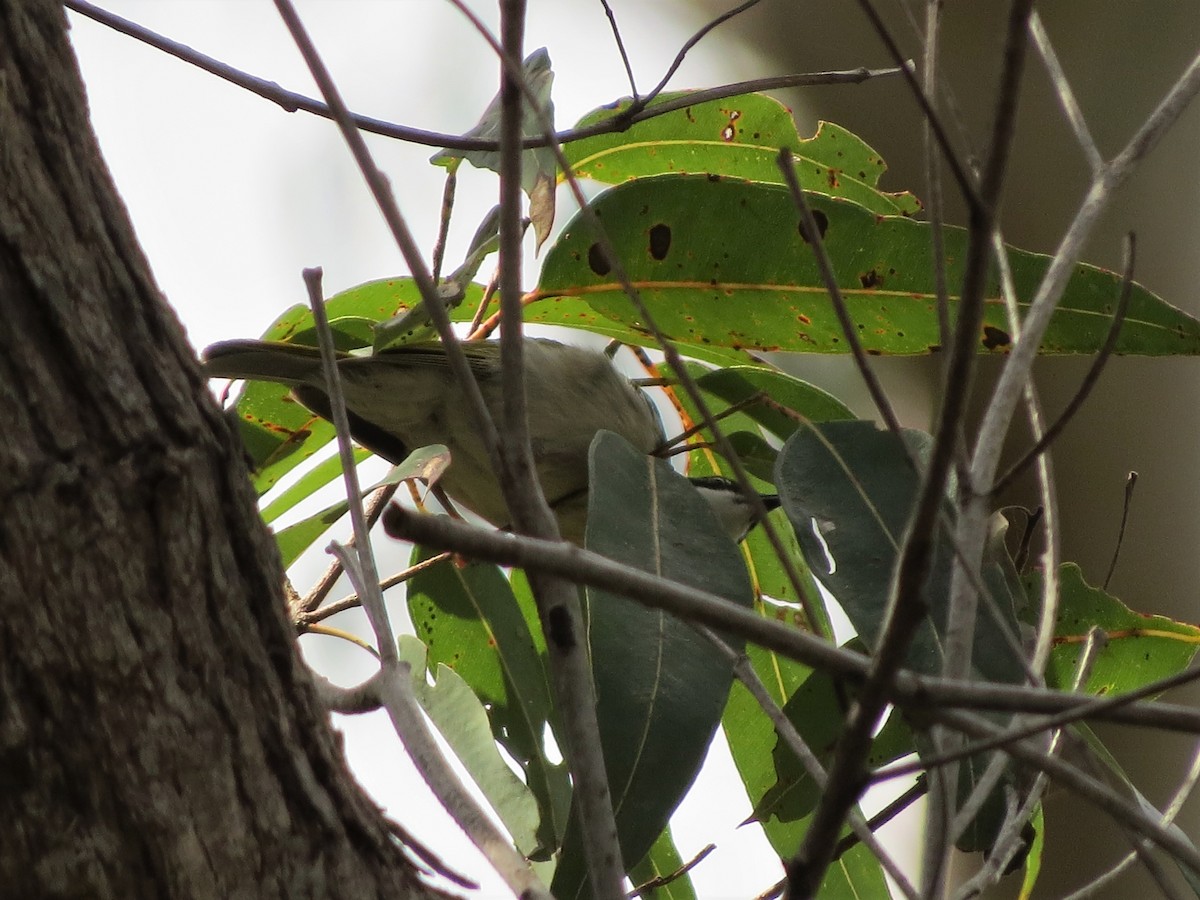 White-throated Honeyeater - ML482465811