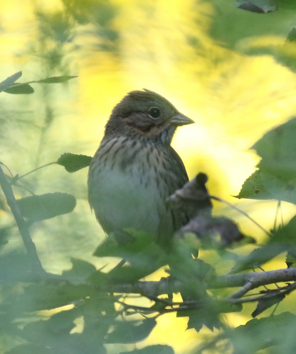 Lincoln's Sparrow - Greg Ward