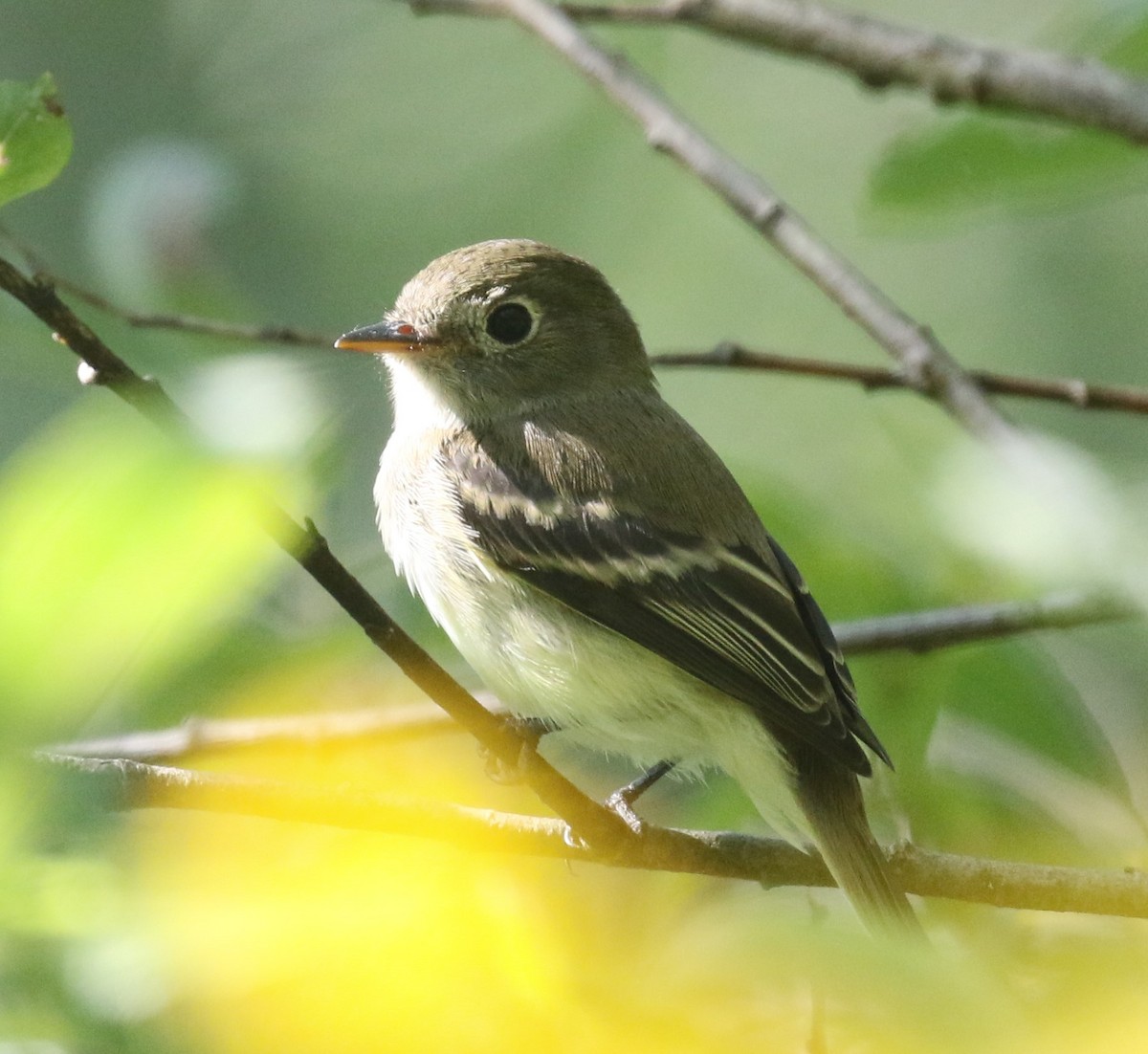 Least Flycatcher - ML482466611