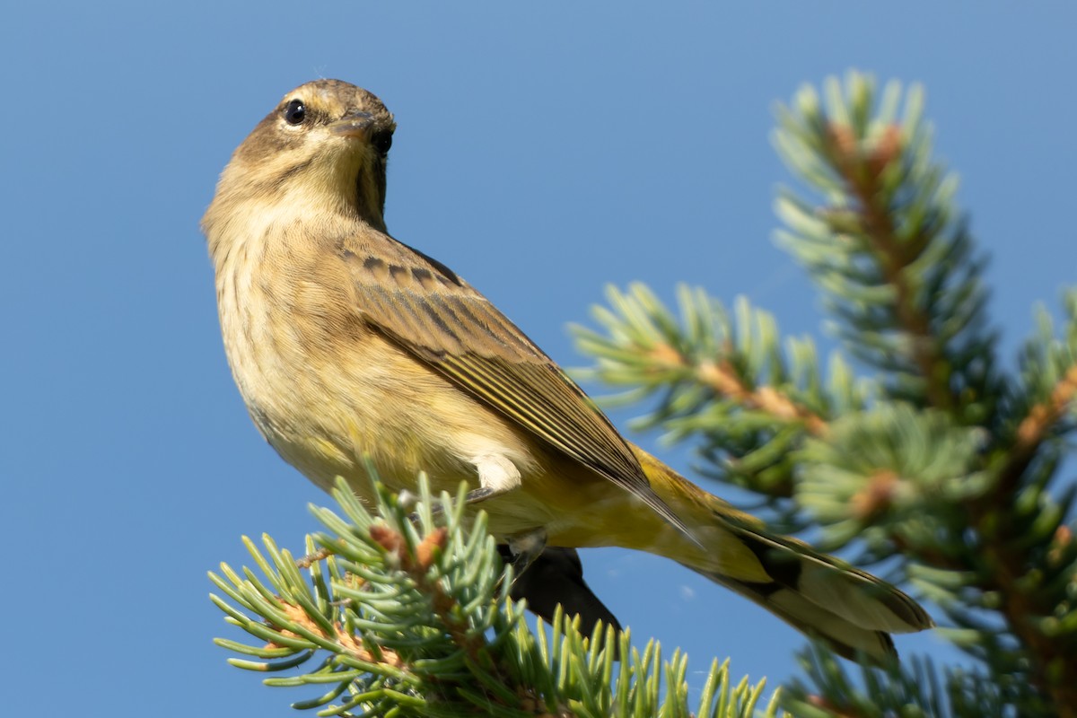 Palmenwaldsänger - ML482466911