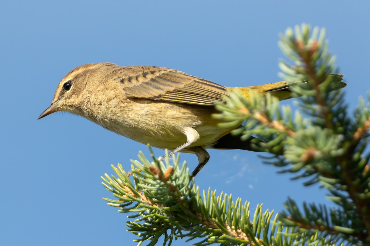 Palmenwaldsänger - ML482466981