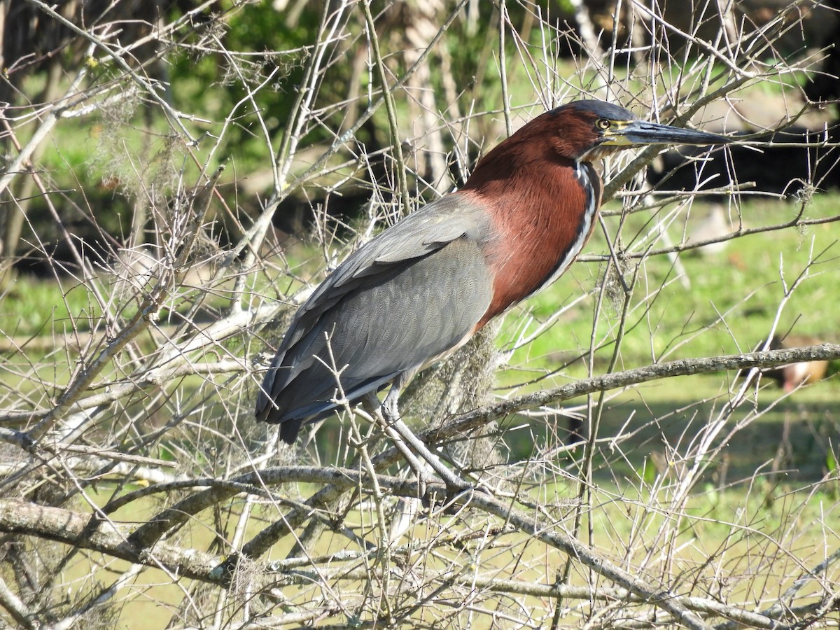 Rufescent Tiger-Heron - ML482467771