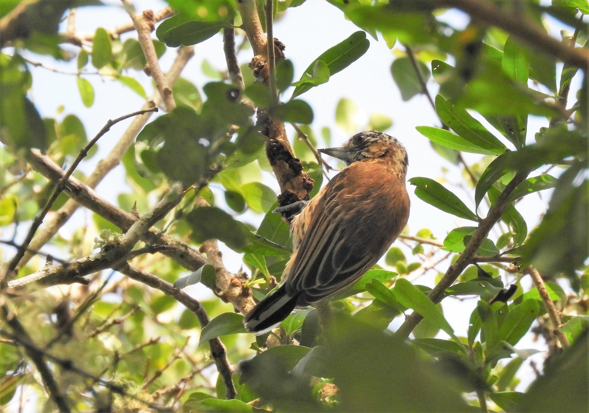 Mottled Piculet - ML482467791