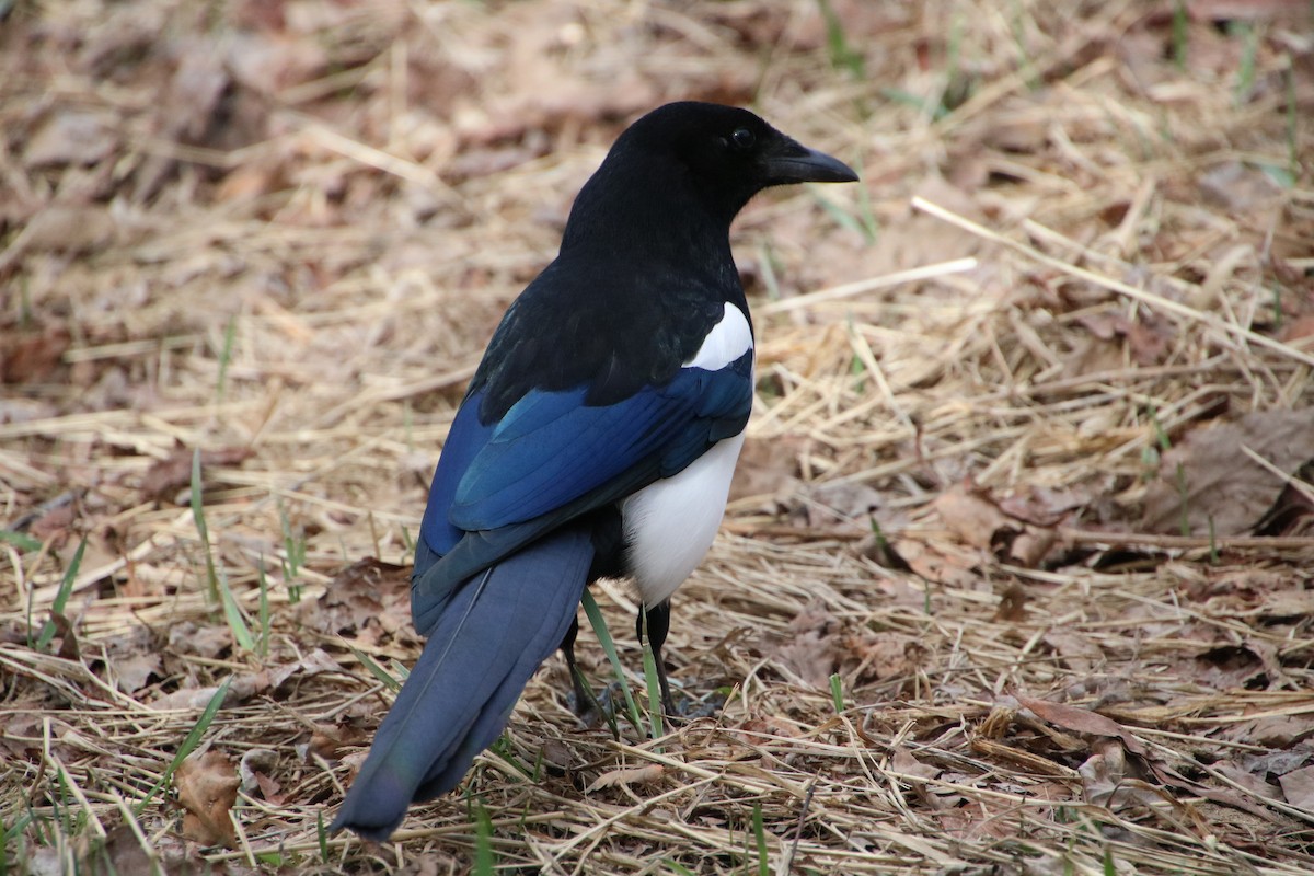 Black-billed Magpie - ML482467841