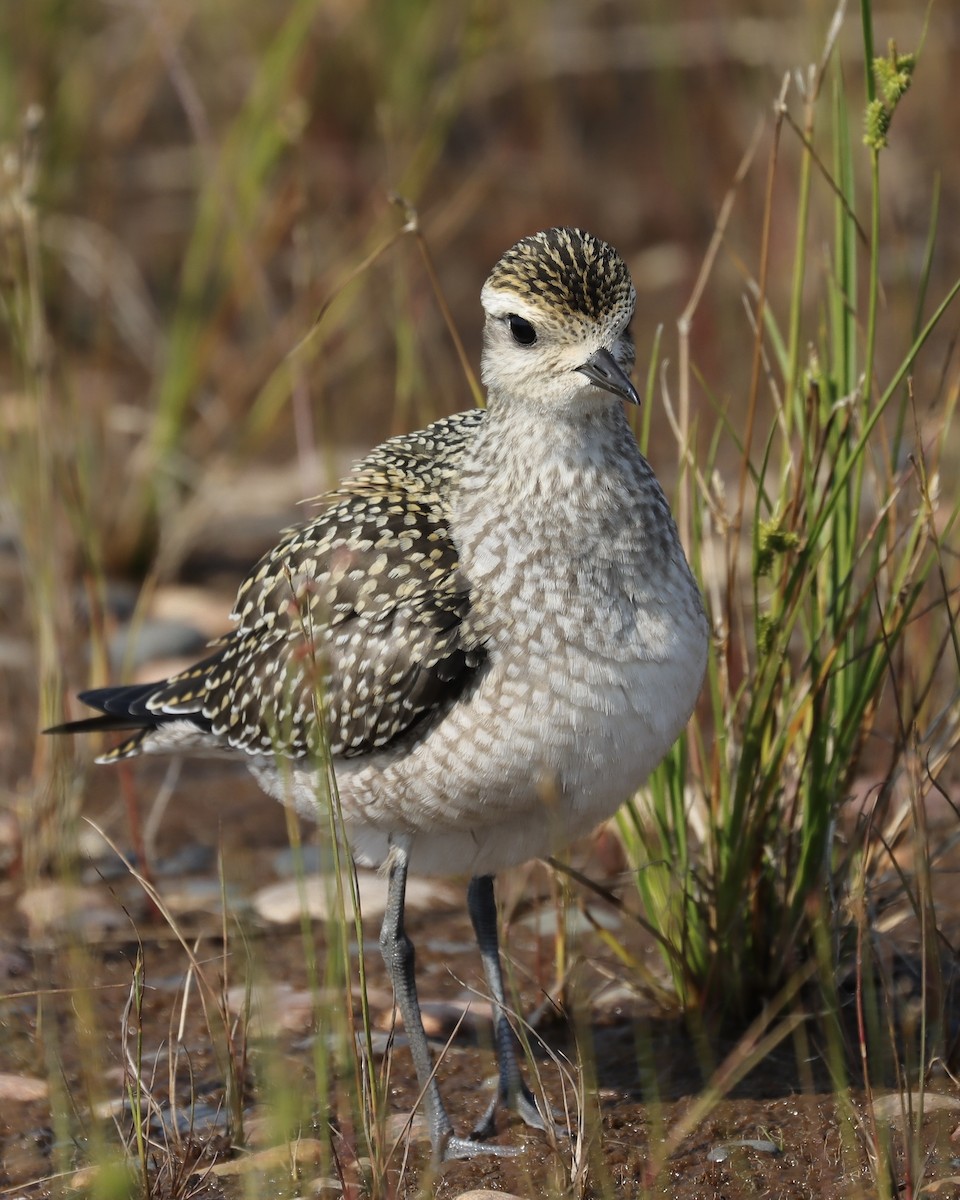 American Golden-Plover - ML482467931