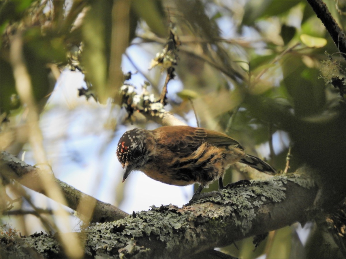 Mottled Piculet - ML482467961