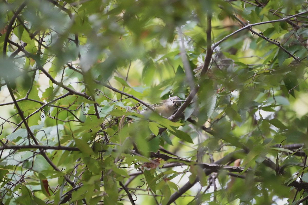 White-eyed Vireo - ML482468171