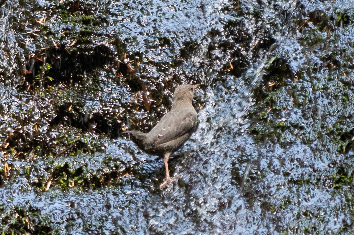 American Dipper - ML482469221