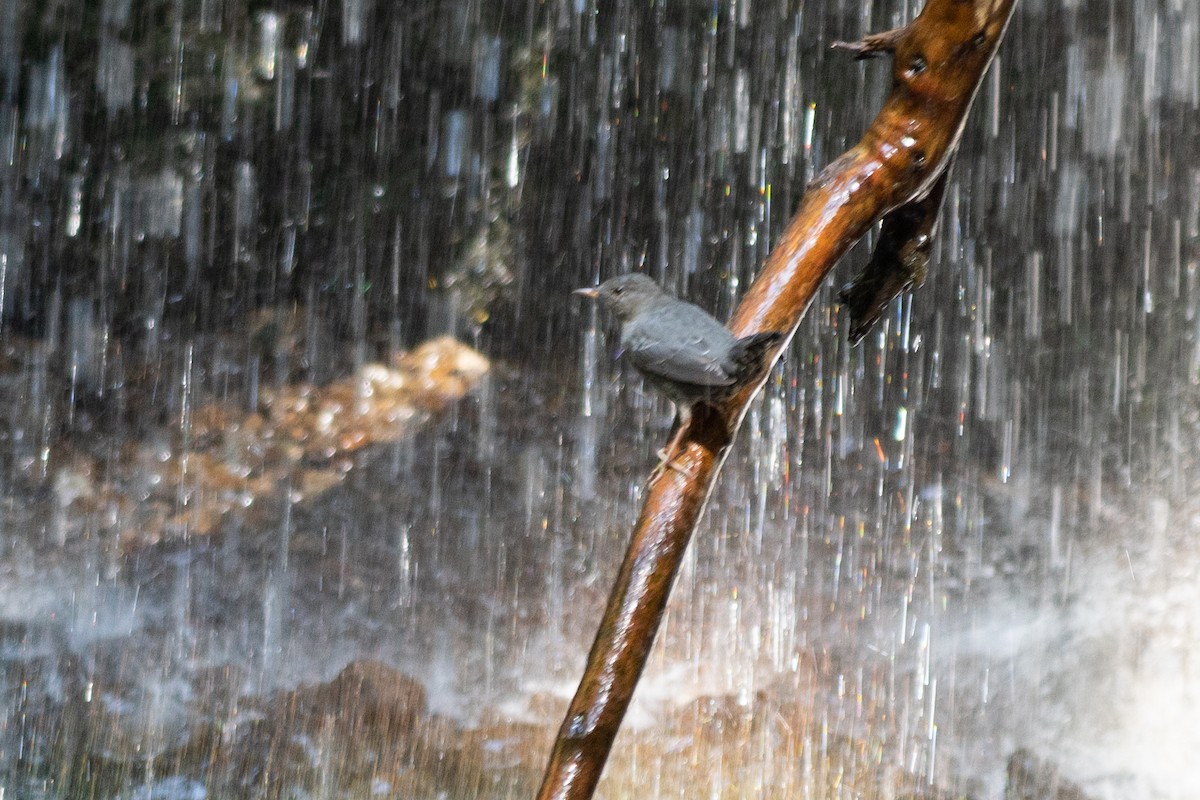 American Dipper - ML482469251