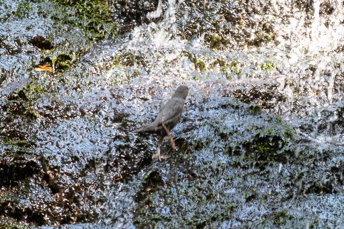 American Dipper - ML482469271