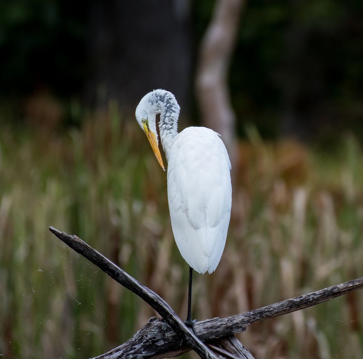 Great Egret - Liling Warren
