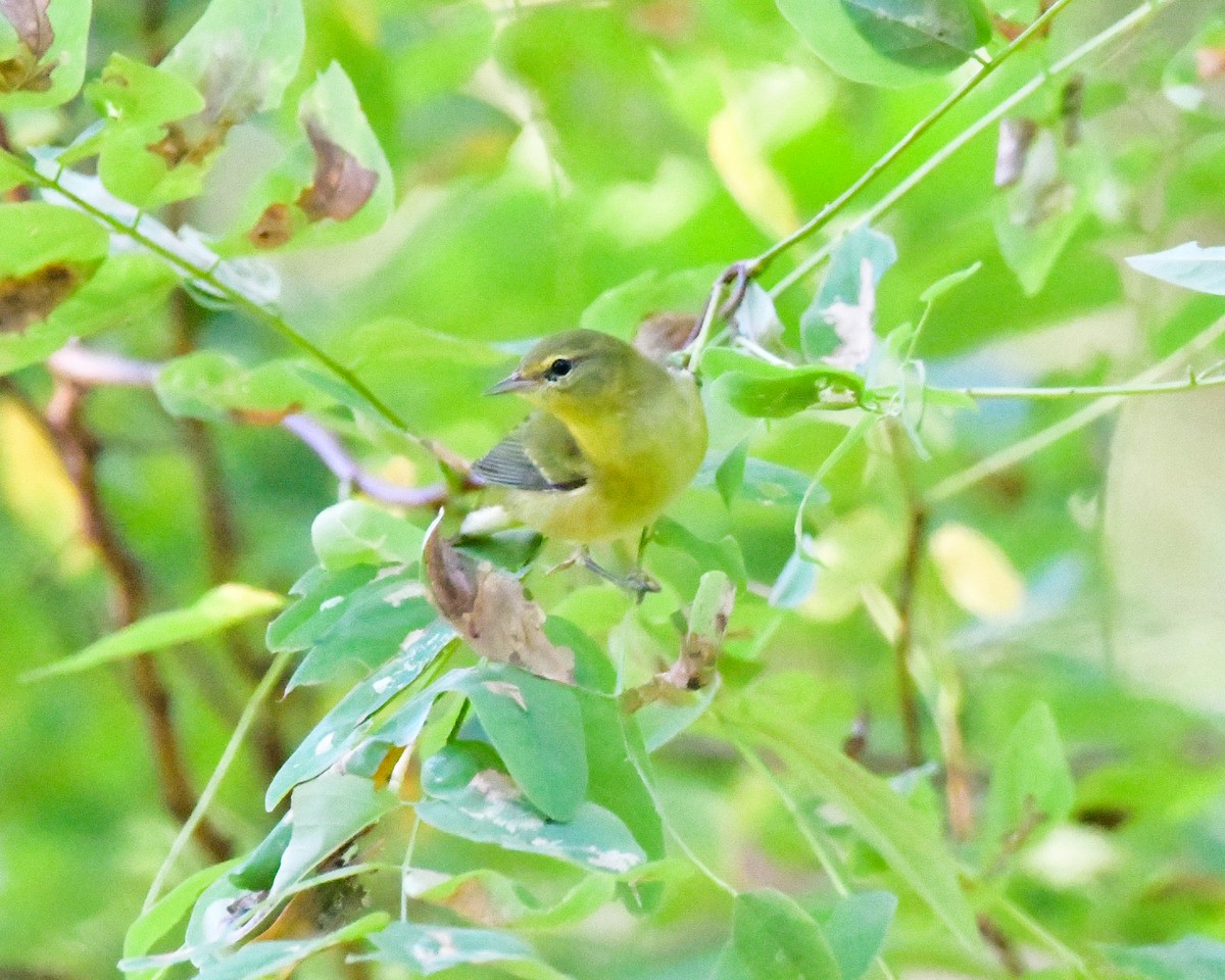 Tennessee Warbler - ML482470061