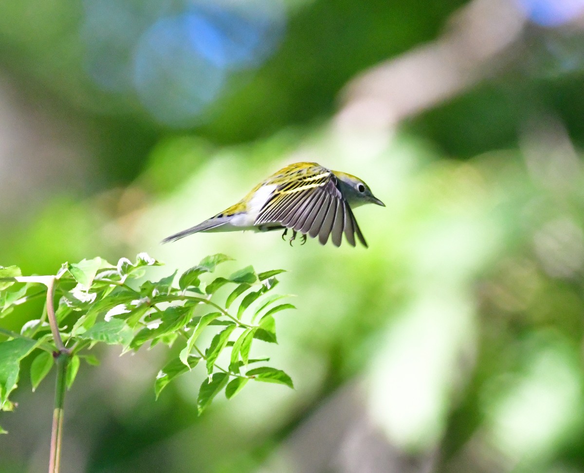 Chestnut-sided Warbler - ML482470441