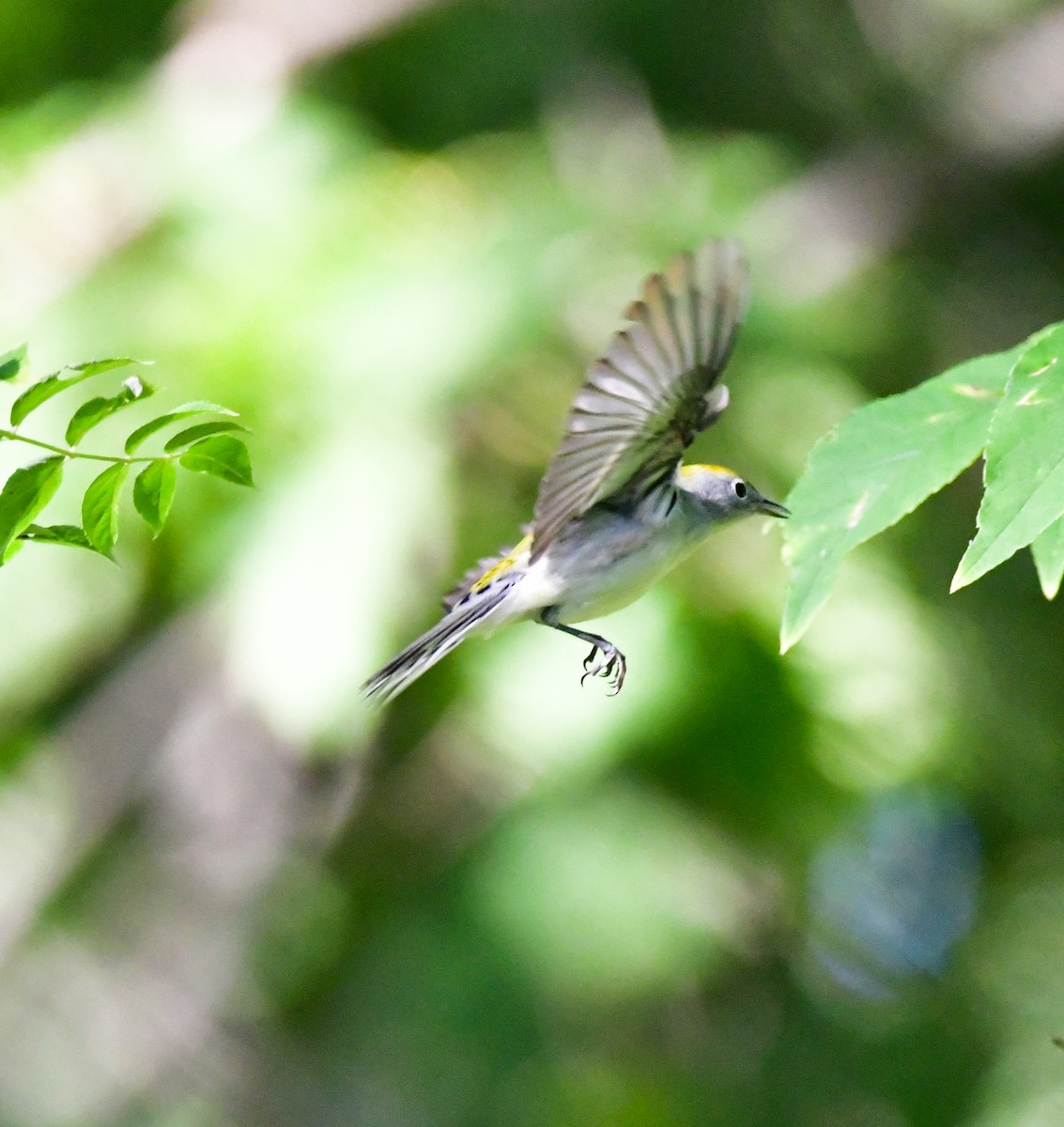 Chestnut-sided Warbler - ML482470531