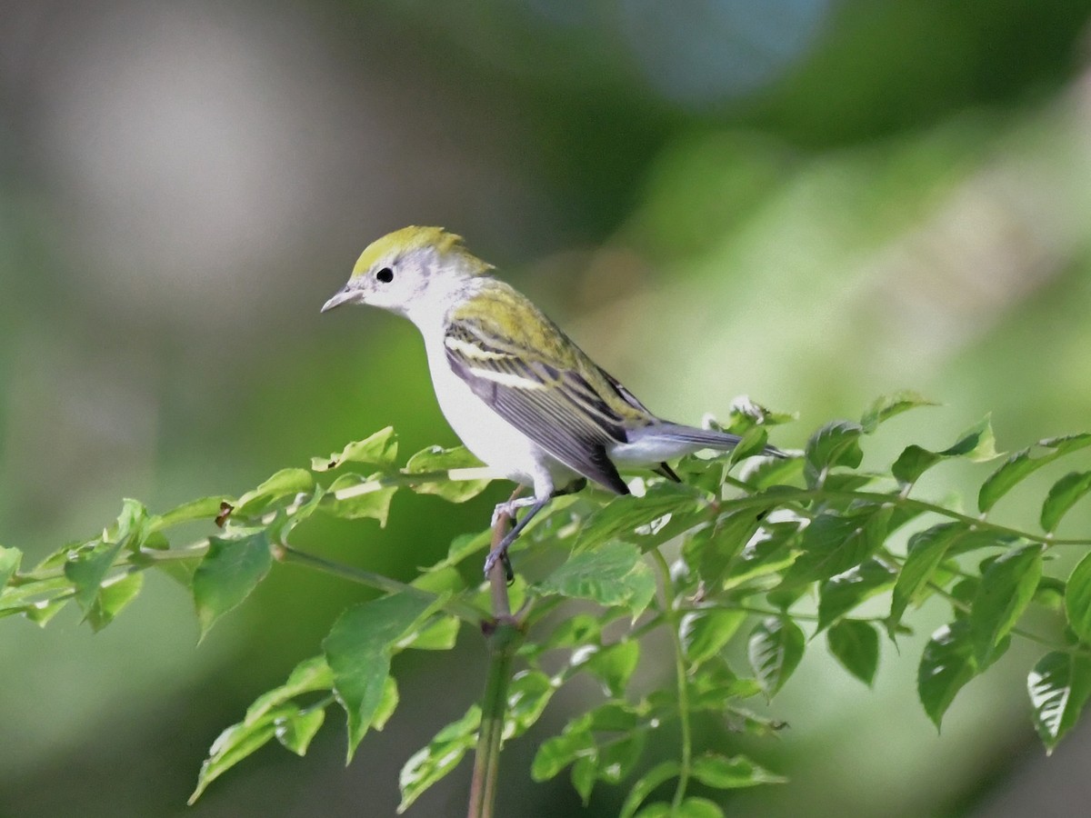 Chestnut-sided Warbler - ML482470601