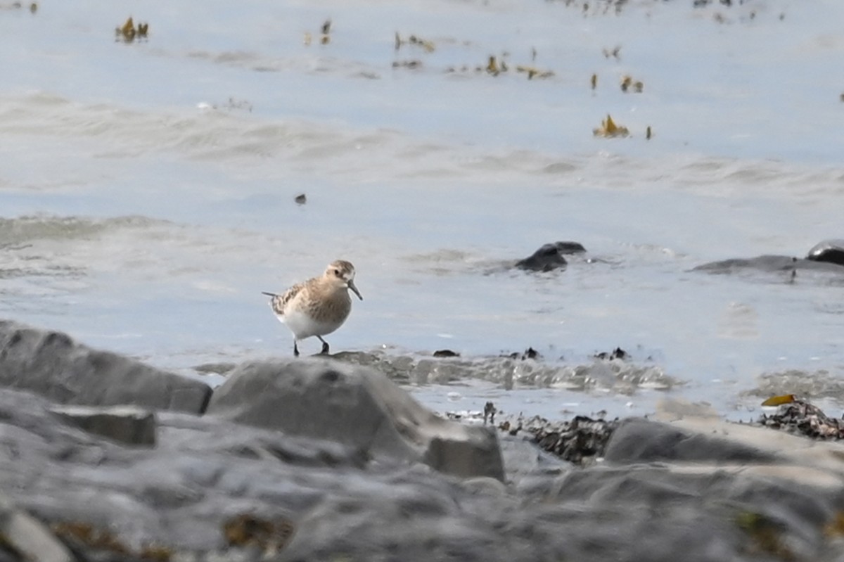 Pectoral Sandpiper - Marie O'Neill