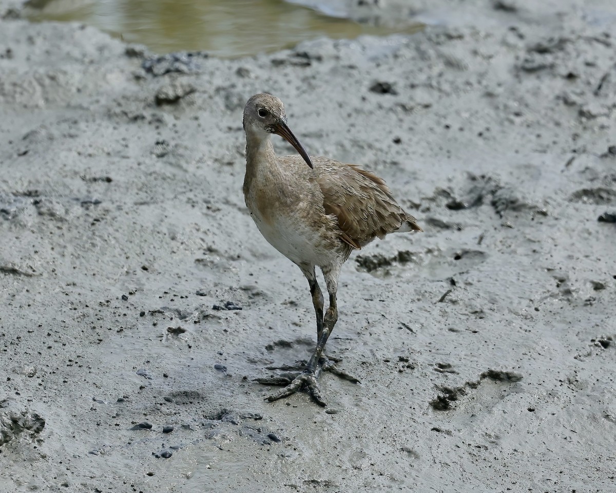 Clapper Rail - ML482471611