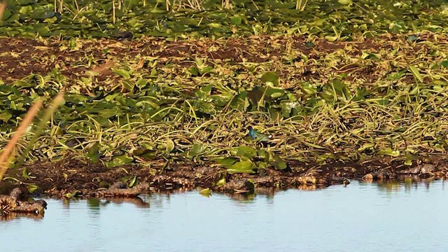 Purple Gallinule - ML482472