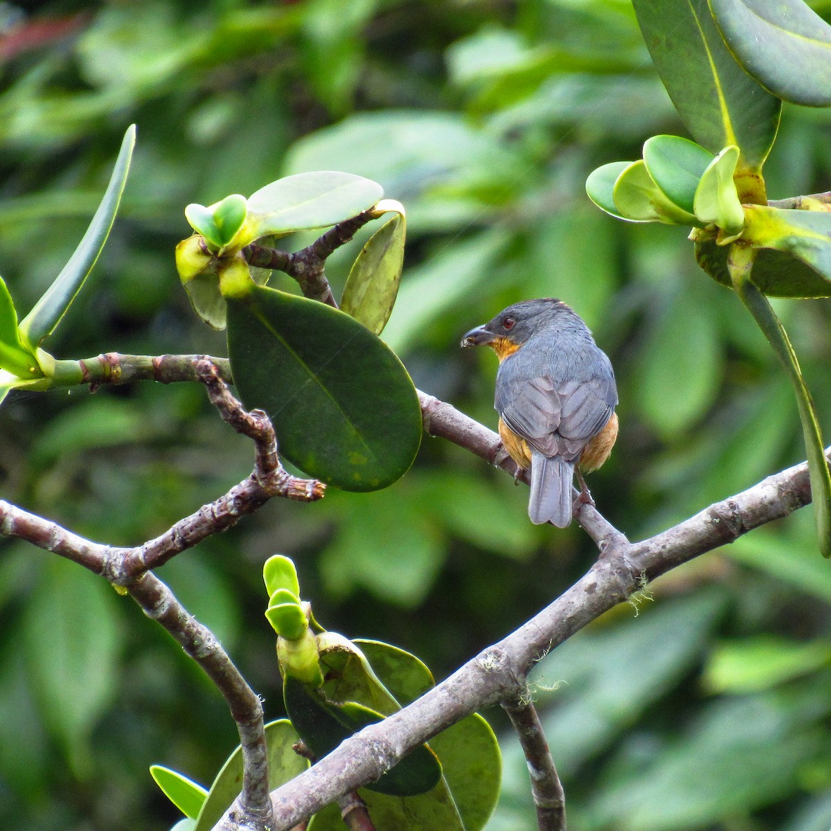 Rufous-crested Tanager - michael  molina cruz