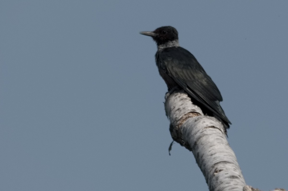 Lewis's Woodpecker - ML482472651