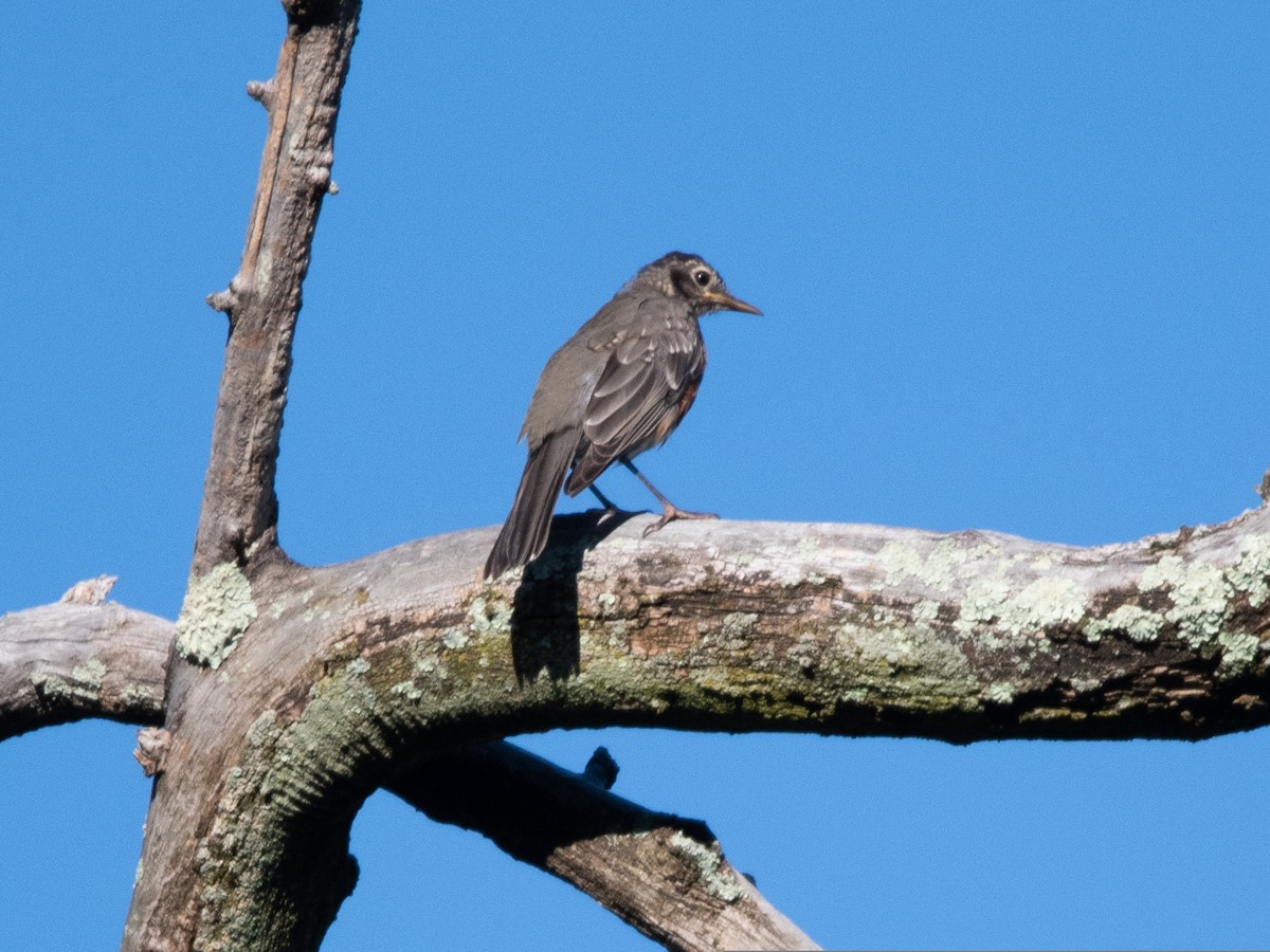 American Robin - Richard Leonard