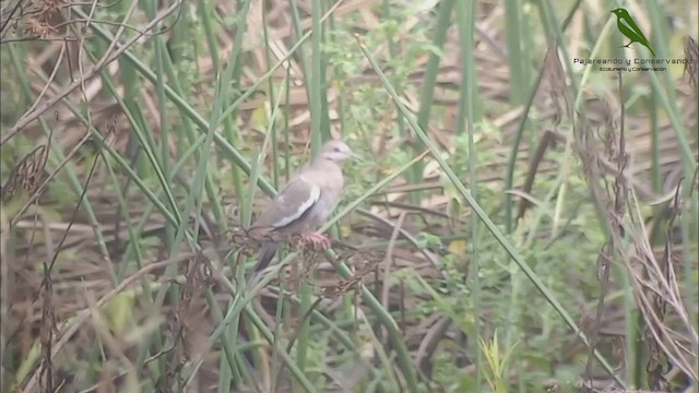 White-winged Dove - ML482474041