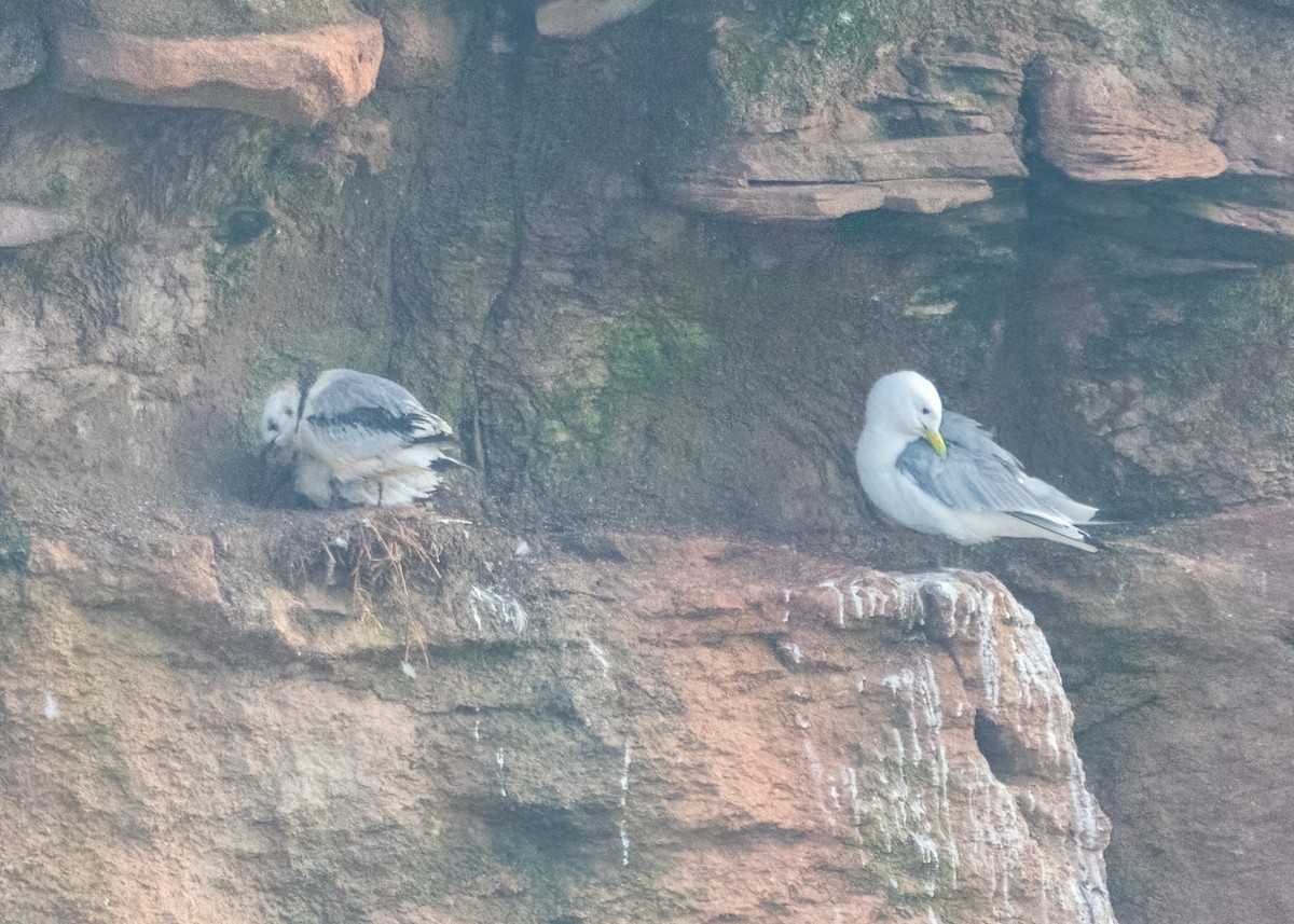 Black-legged Kittiwake - ML482474401