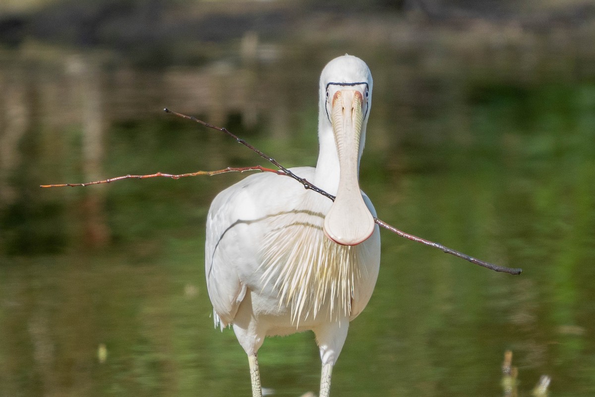 Yellow-billed Spoonbill - Duncan Henderson