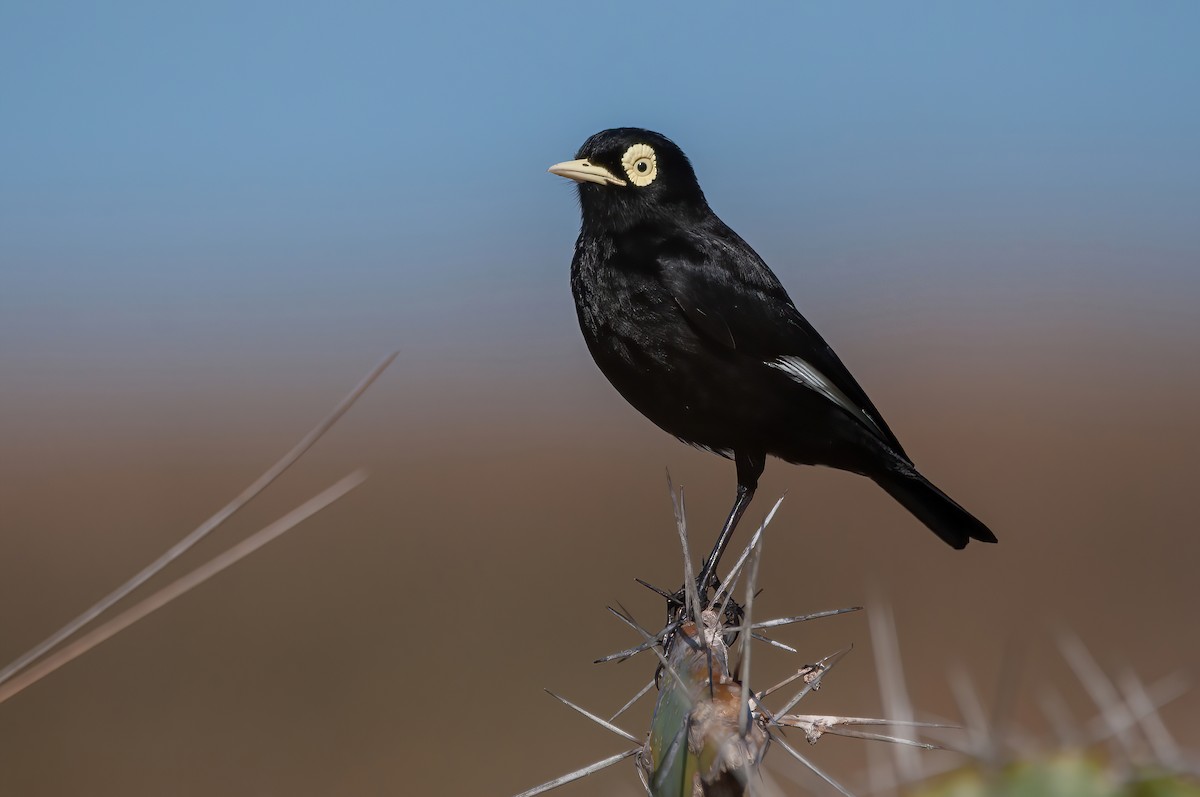 Spectacled Tyrant - ML482477471