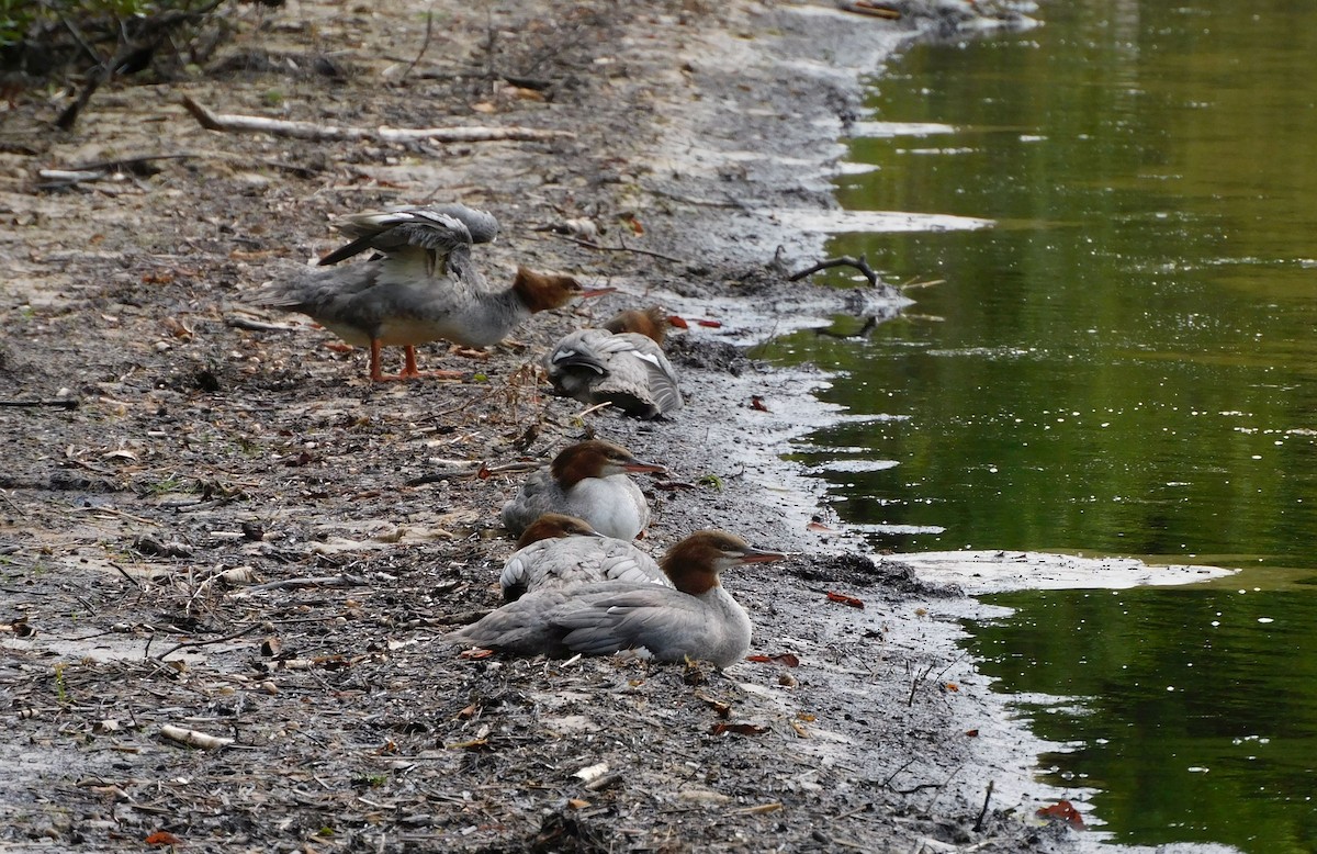 Common Merganser - DJ Thibado